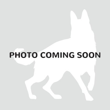 sf spca dog adoption