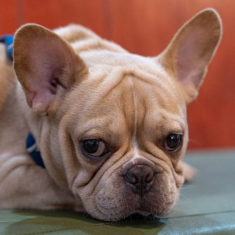 Flat faced dog inside SF SPCA Hospital Waiting Room