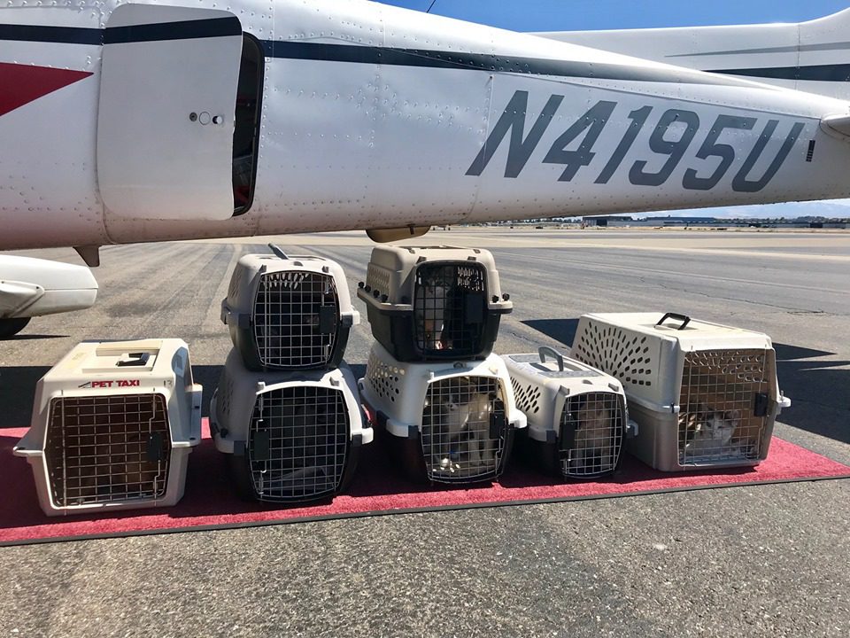 Bay Area Pet Fair... 11 lucky Fresno animals arrived by private plane