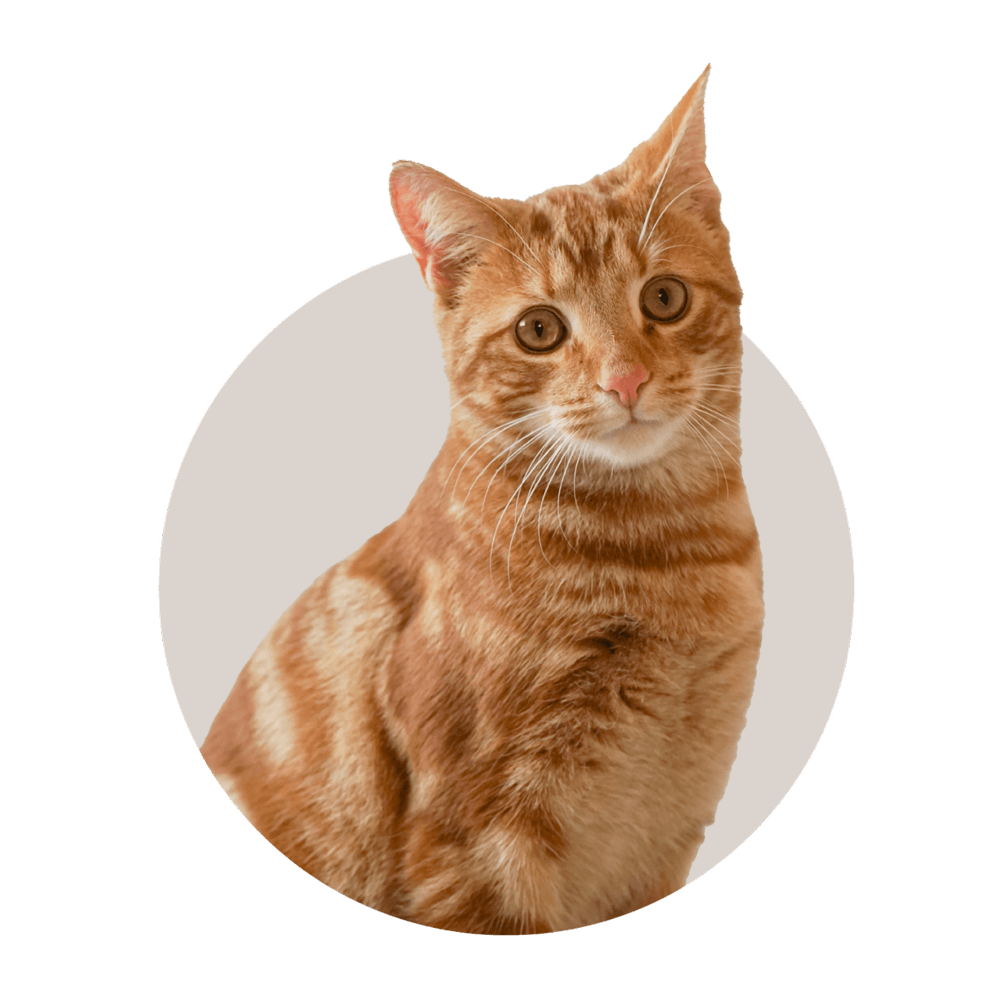 Maddie's Pet Adoption Center
