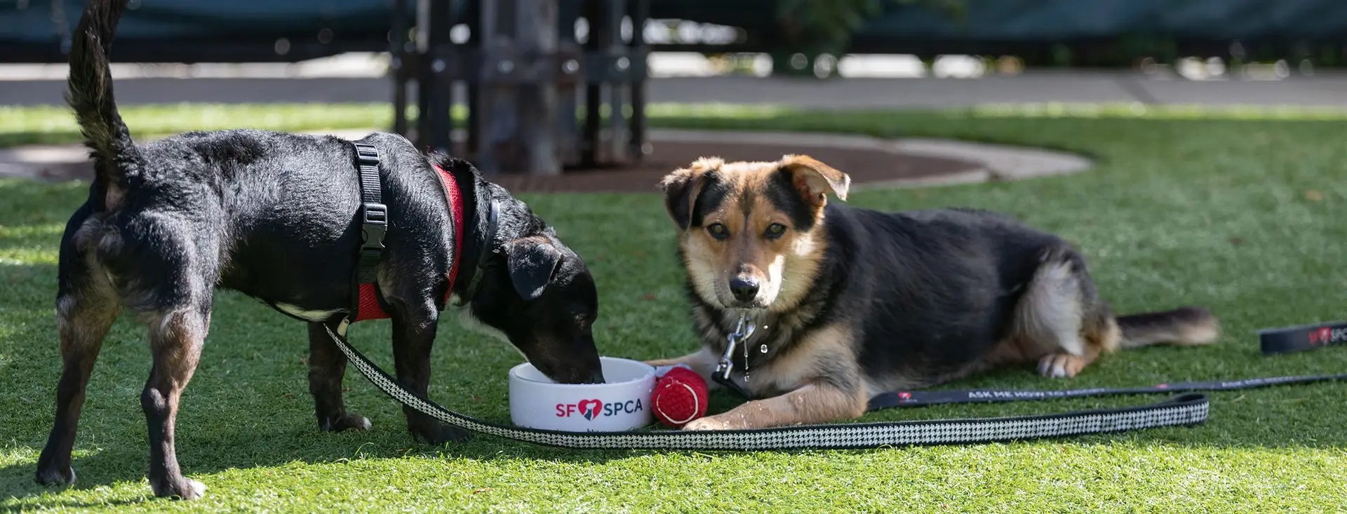 San Francisco SPCA Resource Library Dogs