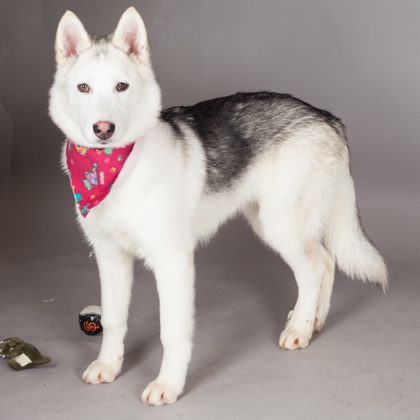 Bronson - Photo 3