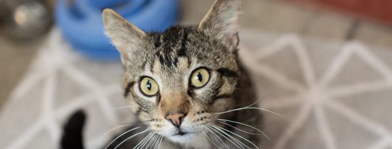 San Francisco SPCA adopt a shelter cat close up