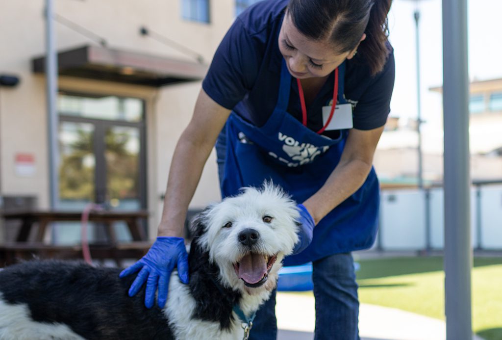 San Francisco SPCA become a volunteer