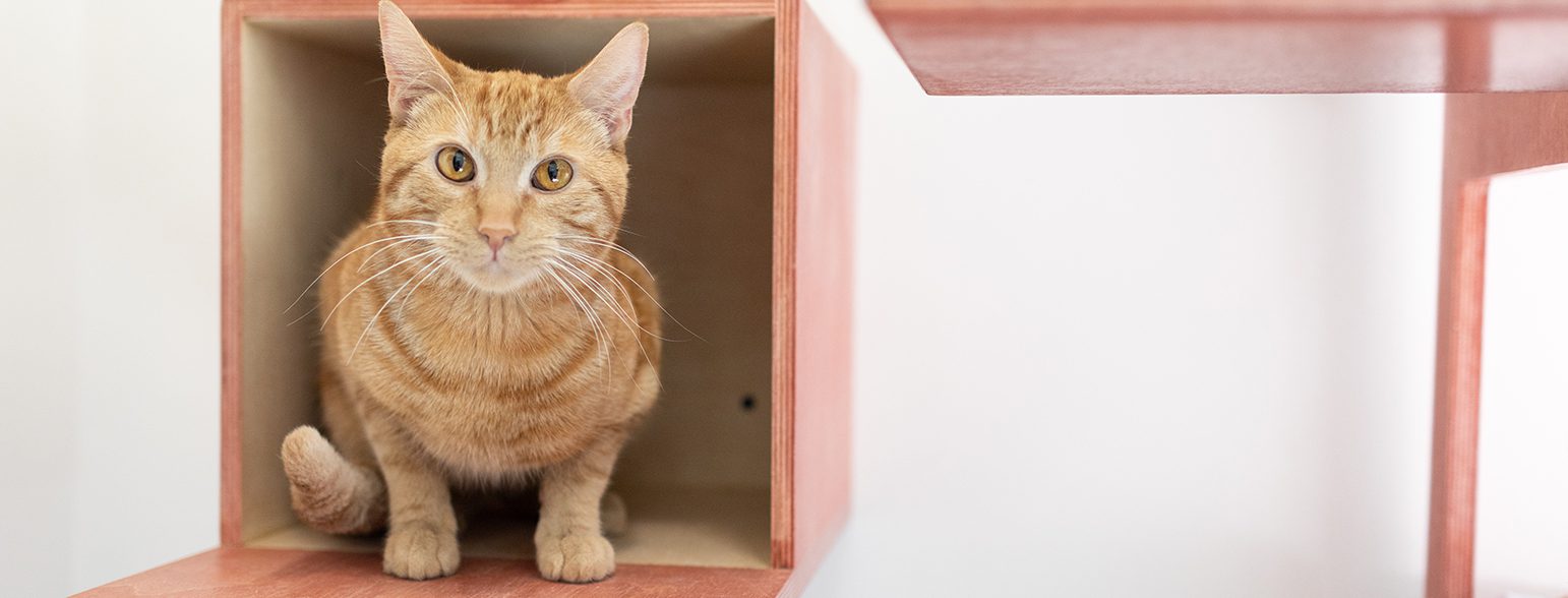 San Francisco SPCA blog cat in wooden box