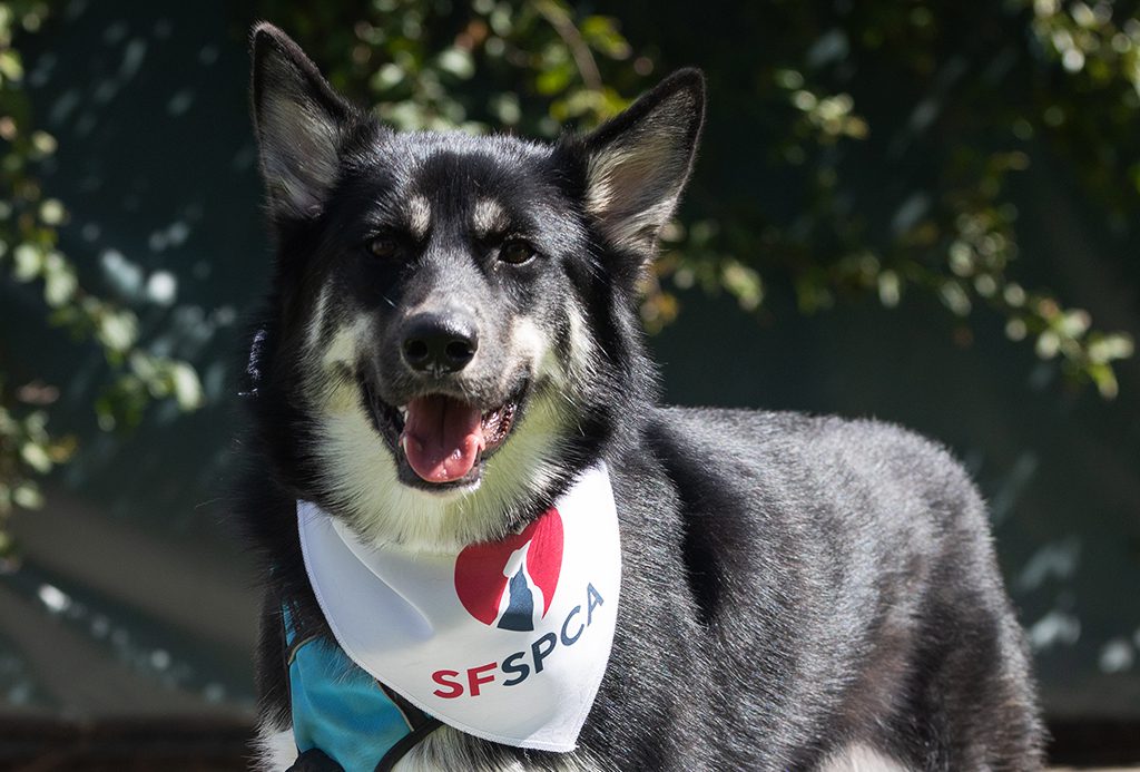 San Francisco SPCA dog with bandana in Caroline's Park