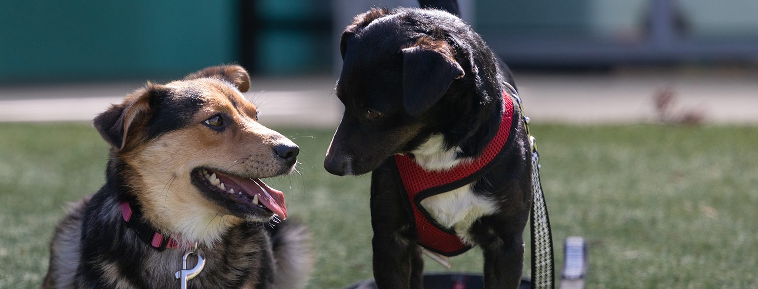 San Francisco SPCA shelter dogs face to face
