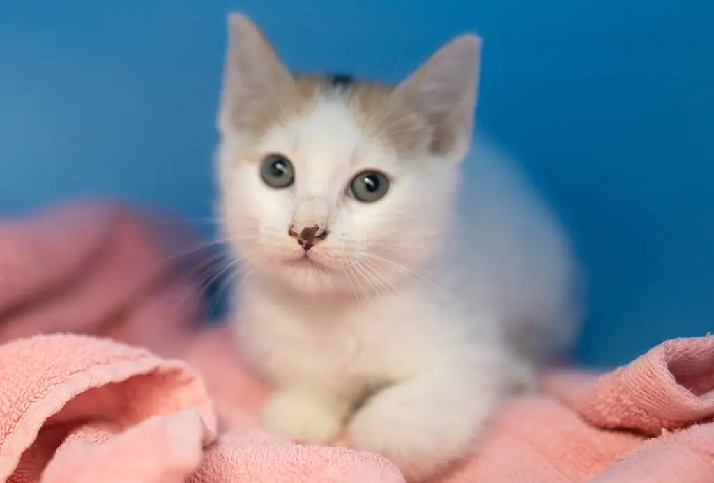 San Francisco SPCA donate new blankets and towels
