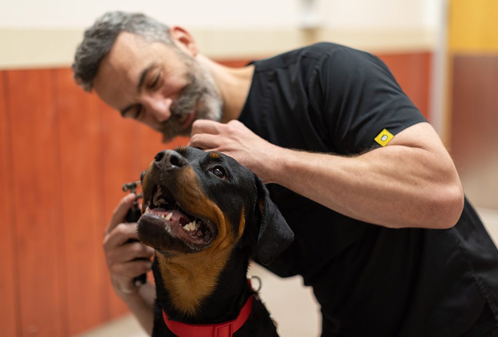 San Francisco SPCA find your veterinarian