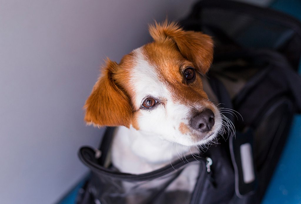 San Francisco SPCA Flying with Pets