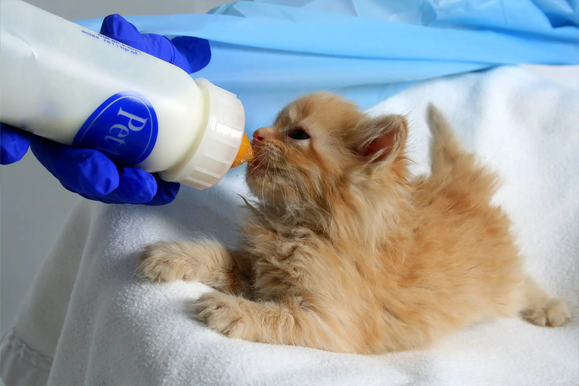 San Francisco SPCA Foster Kitten Program