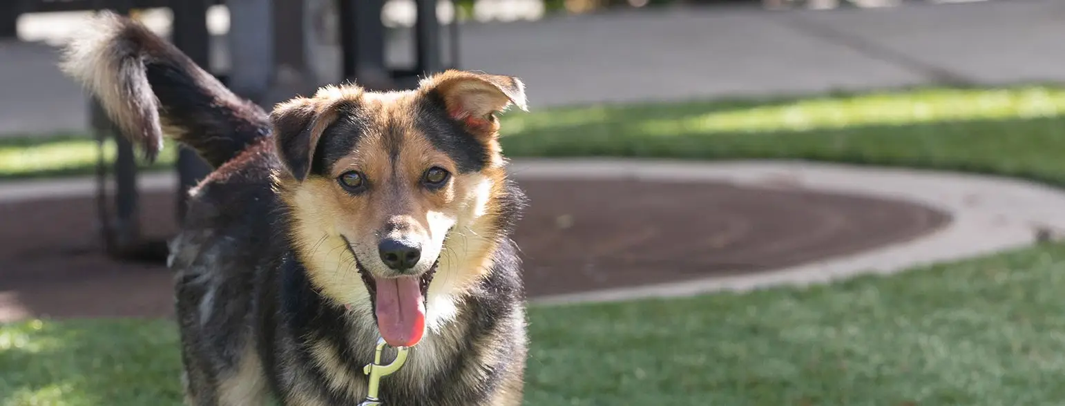 San Francisco SPCA meet a dog