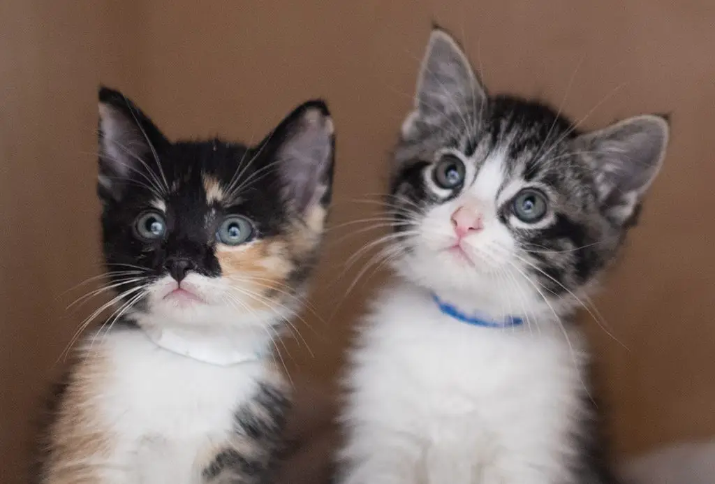 San Francisco SPCA Pet Portal cute kittens