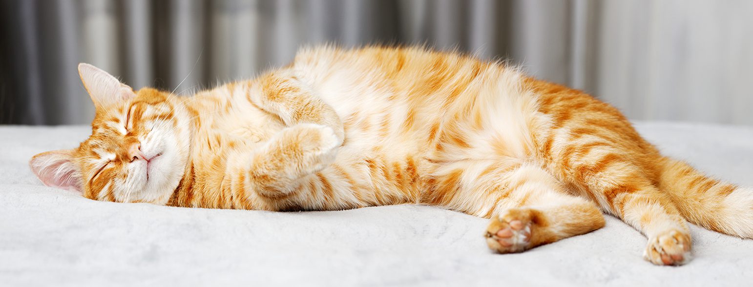 San Francisco SPCA rehoming cat sleeping
