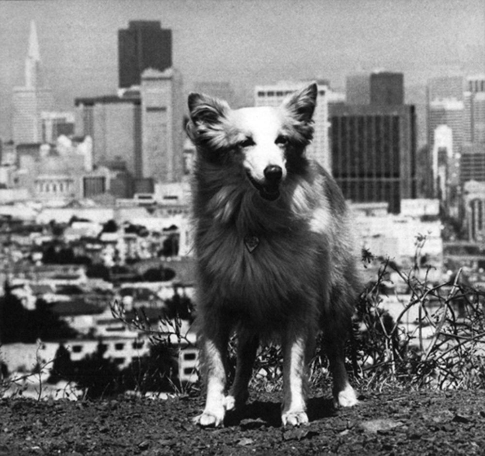 San Francisco SPCA Sido Photo