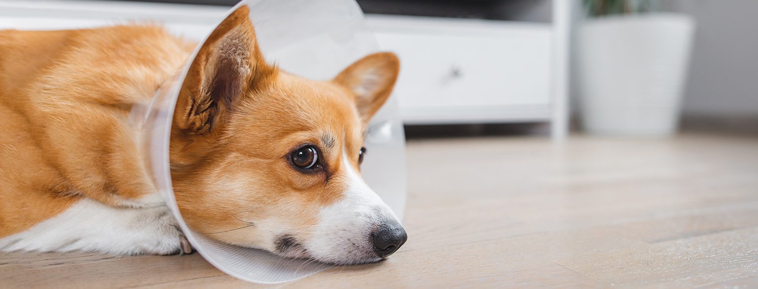 San Francisco SPCA Spay Neuter Clinic dog wearing cone