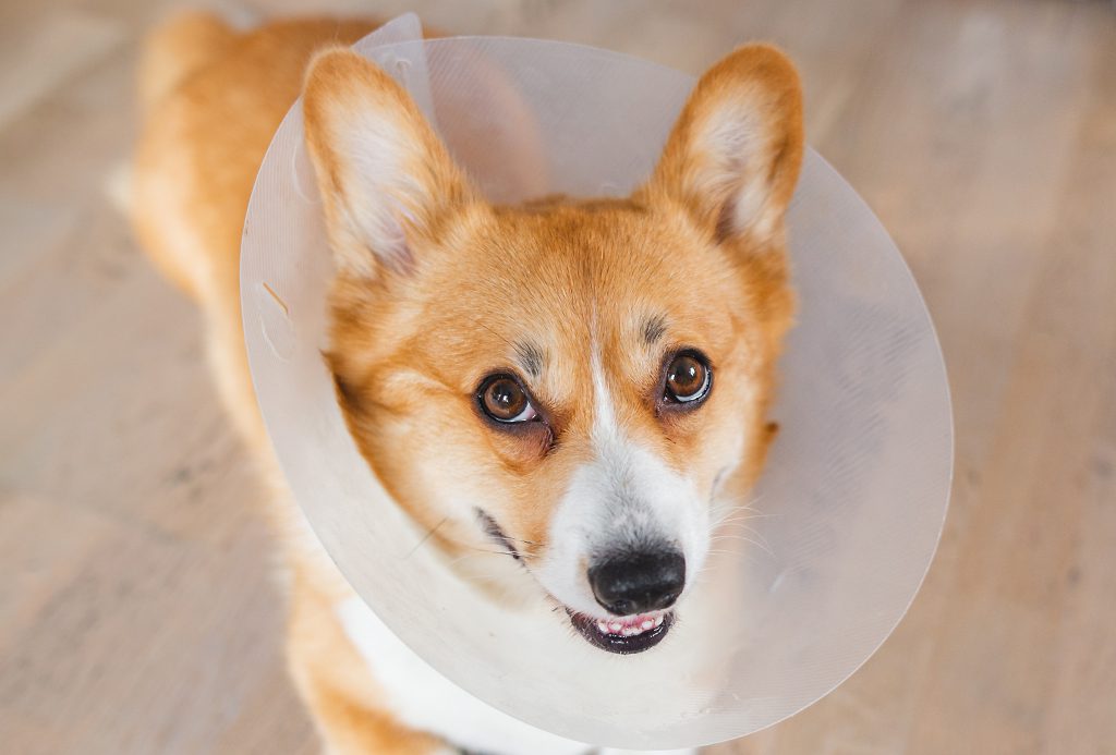 San Francisco Spay Neuter Clinic dog wearing cone