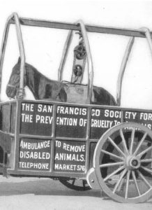 San Francisco SPCA timeline 1884 horse ambulance