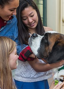 San Francisco SPCA timeline 1981 Animal Assisted Therapy Program