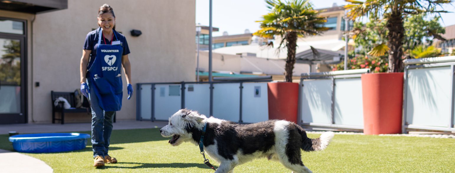 San Francisco SPCA Volunteer in Caroline's Park with dog