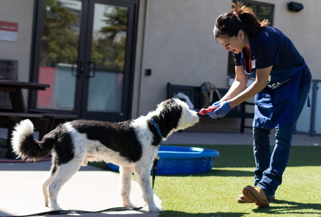 San Francisco SPCA volunteer playing with shelter dog in Caroline's Park