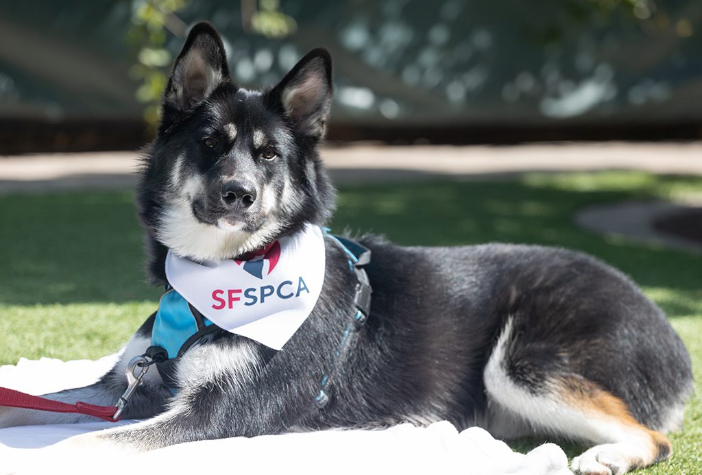 San Francisco SPCA dog for adoption named Sammy