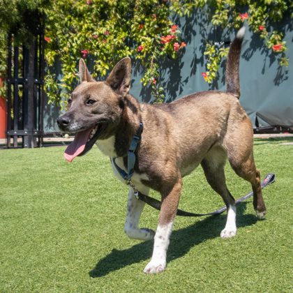 Clementine - Photo 2