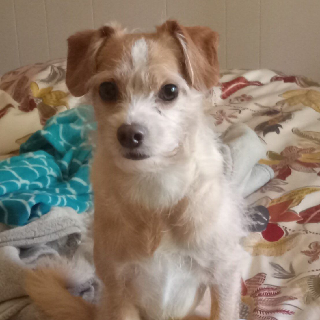 Scout - Photo 1
