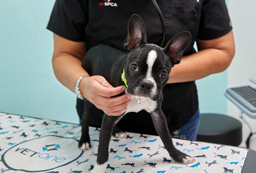 San Francisco SPCA Community Clinic Dog Exam