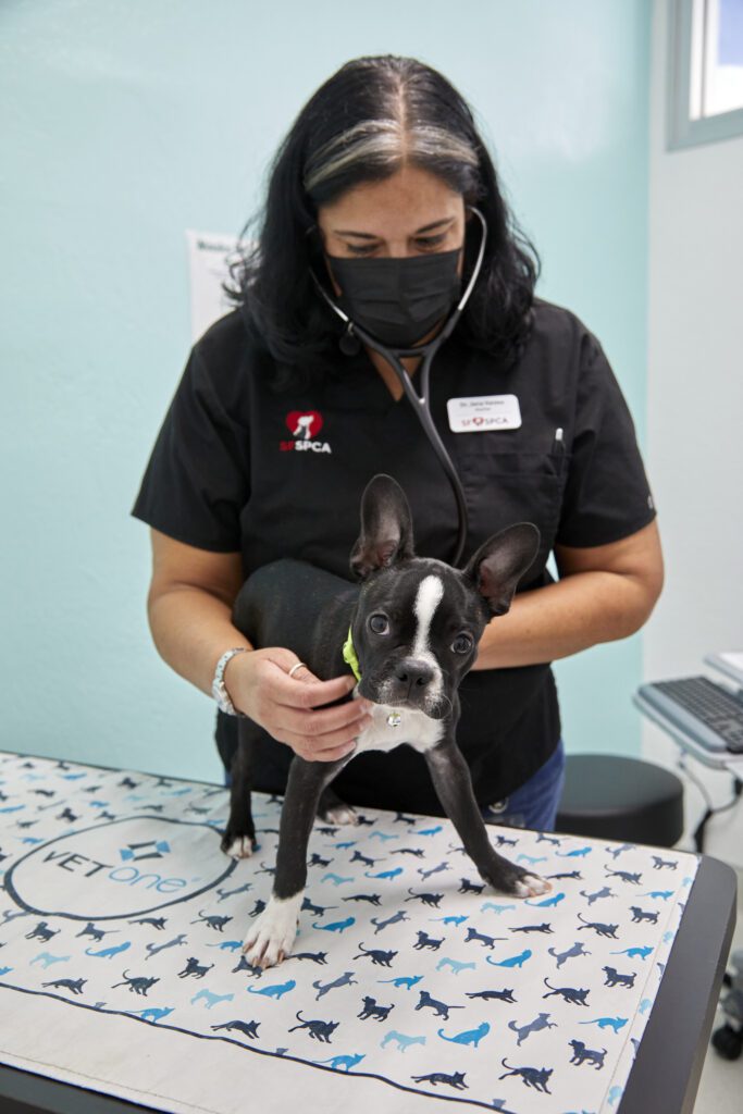 San Francisco SPCA Veterinarian Giving Exam to Dog at SF SPCA Community Veterinary Clinic