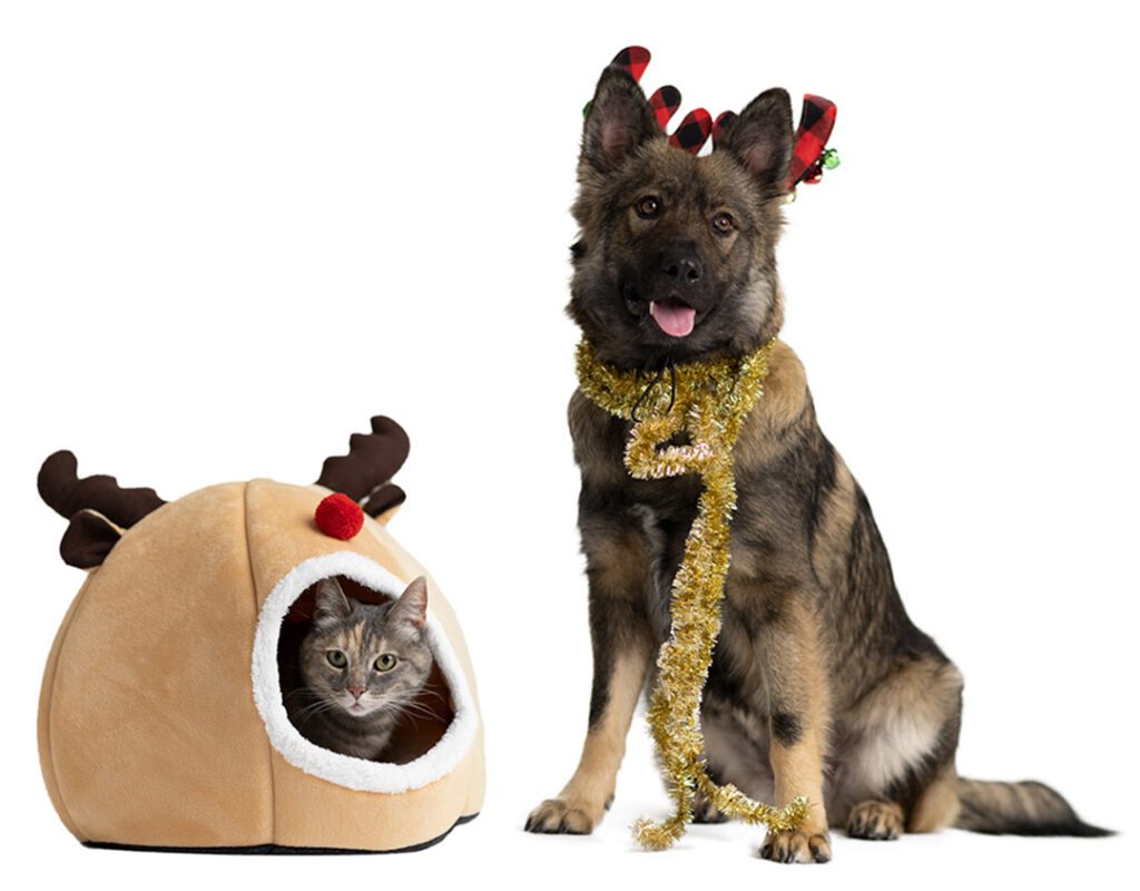 San Francisco SPCA Cat and Dog with Holiday Decorations