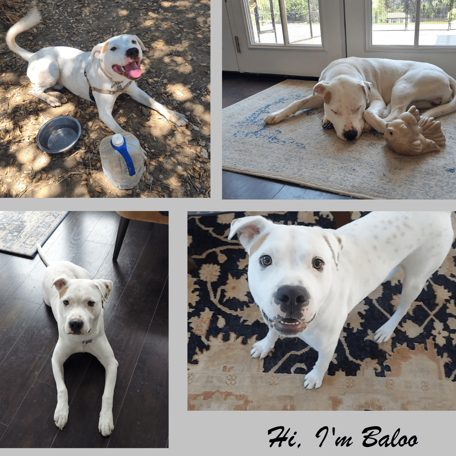 Baloo - Photo 1