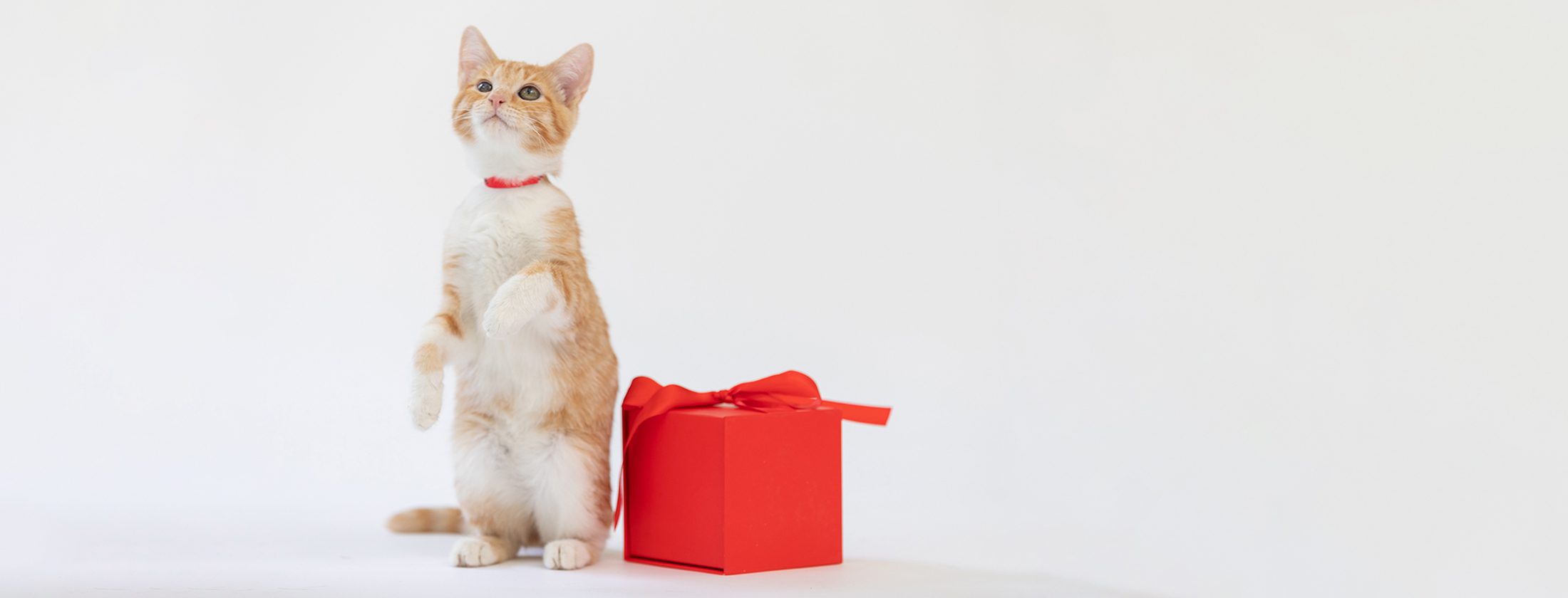 SFSPCA Holiday Windows Kitten Gift Donation