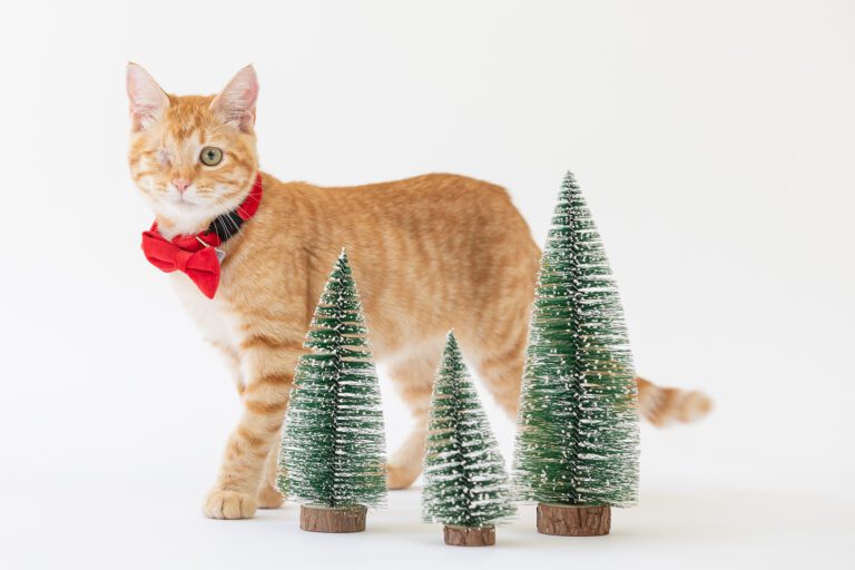 SF SPCA Shelter Kitten with Winter Trees