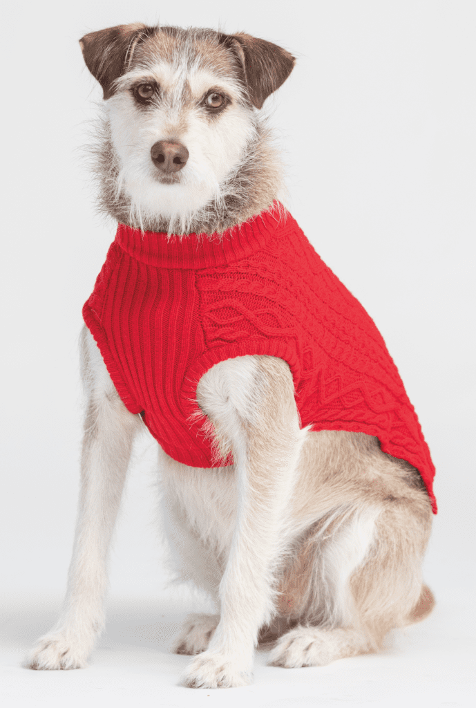 SF SPCA Dog Wearing Red Sweater