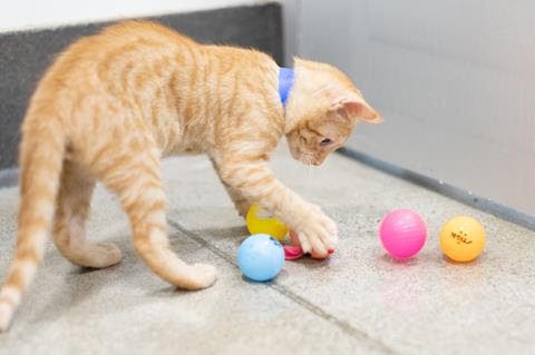Kitty with Toy
