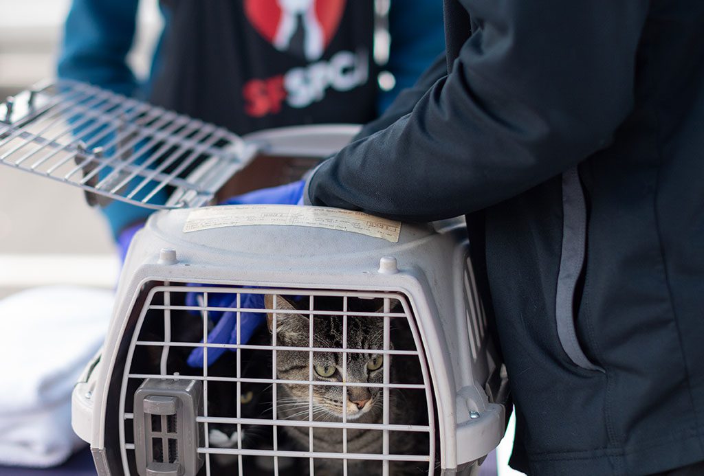 San Francisco SPCA Cat in Carrier