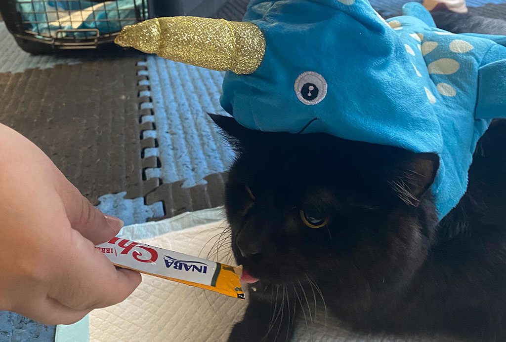 Join the San Francisco SPCA Fundraiser for Narwhal the Cat