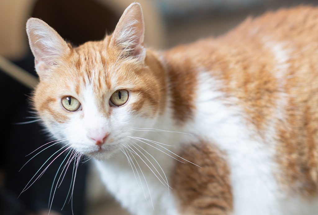 San Francisco SPCA orange and white cat with long whiskers