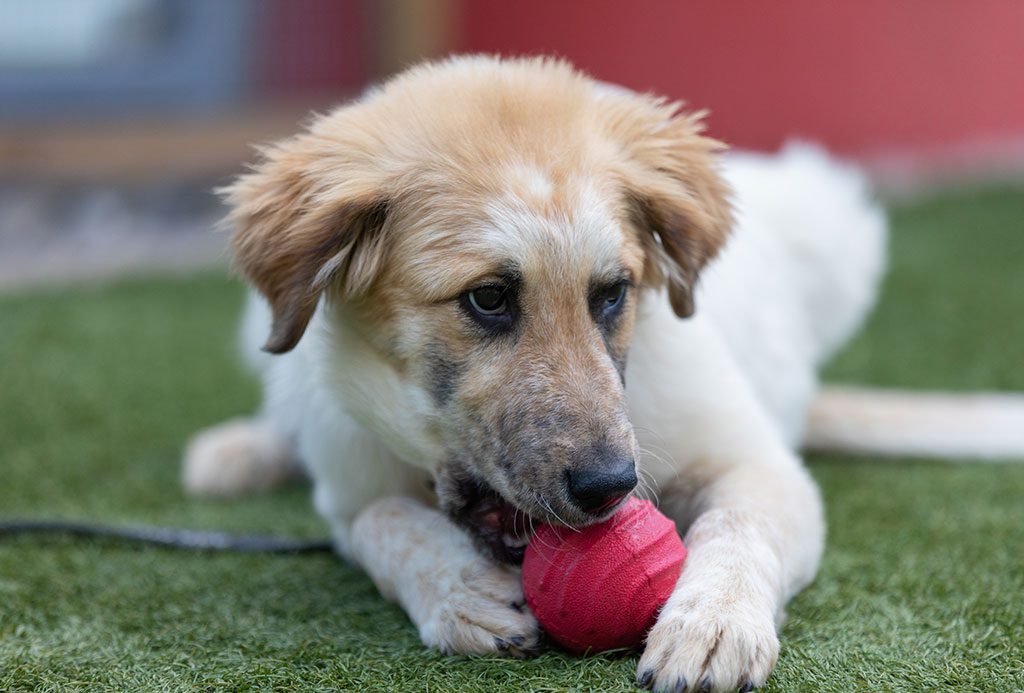 San Francisco SPCA Shelter Dog Chewing Red Ball