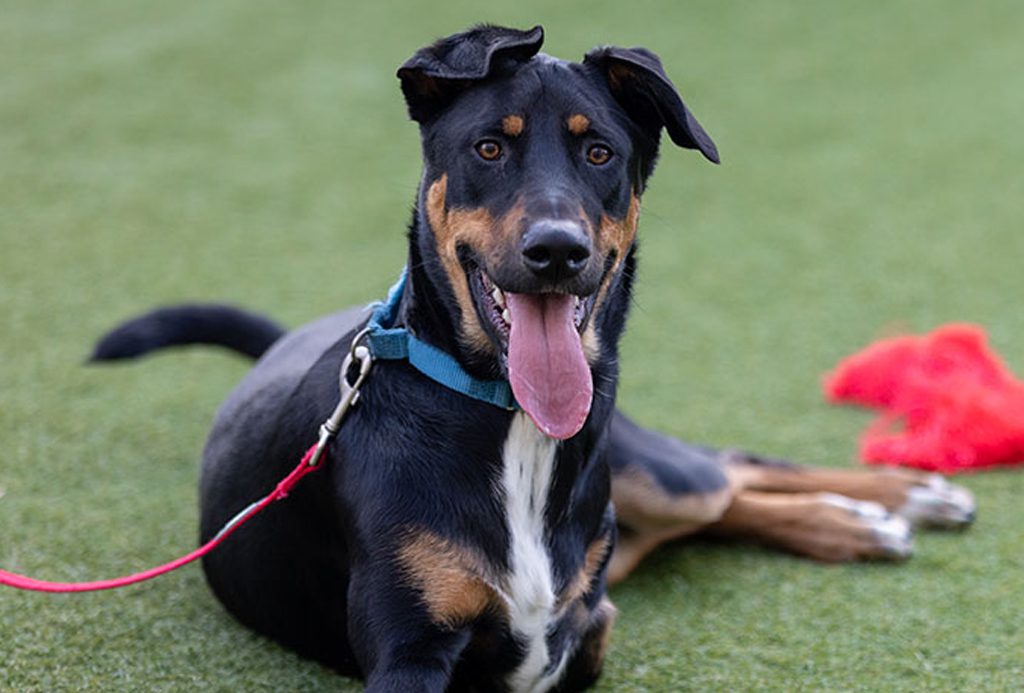 Kettle Corn—San Francisco SPCA Shelter Dog for Adoption