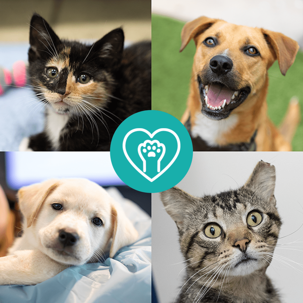 Cat, puppy, kitten, and dog collage