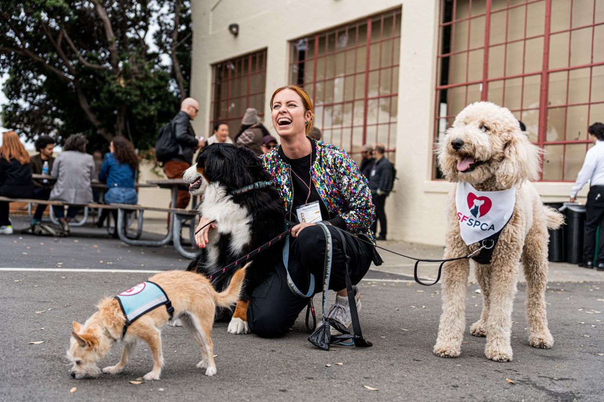 Join the SF SPCA at Spark Social - San Francisco SPCA