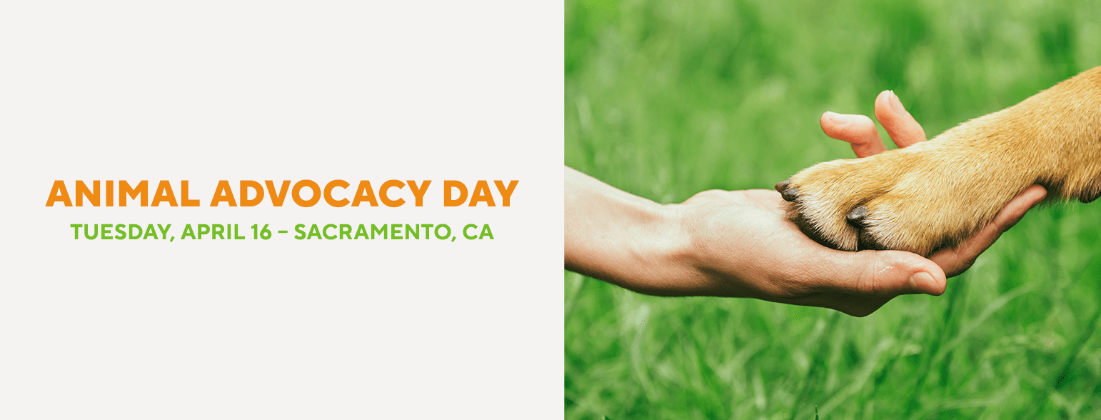 San Francisco SPCA Advocacy Day Tuesday April 16, 2024