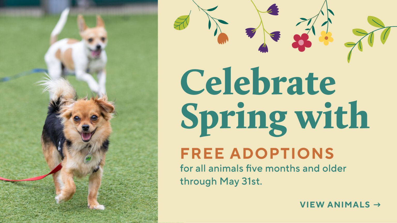 SF SPCA Spring Promotion Free Adoptions Animals Five Months and Older