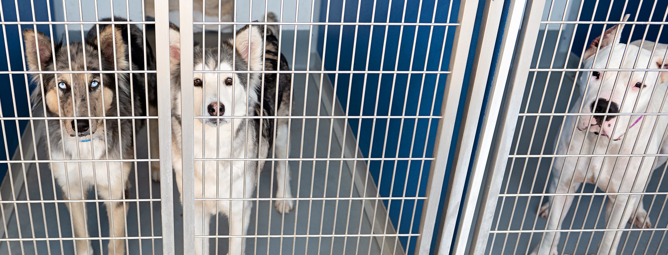 Shelter Dogs in Cages in Tulare