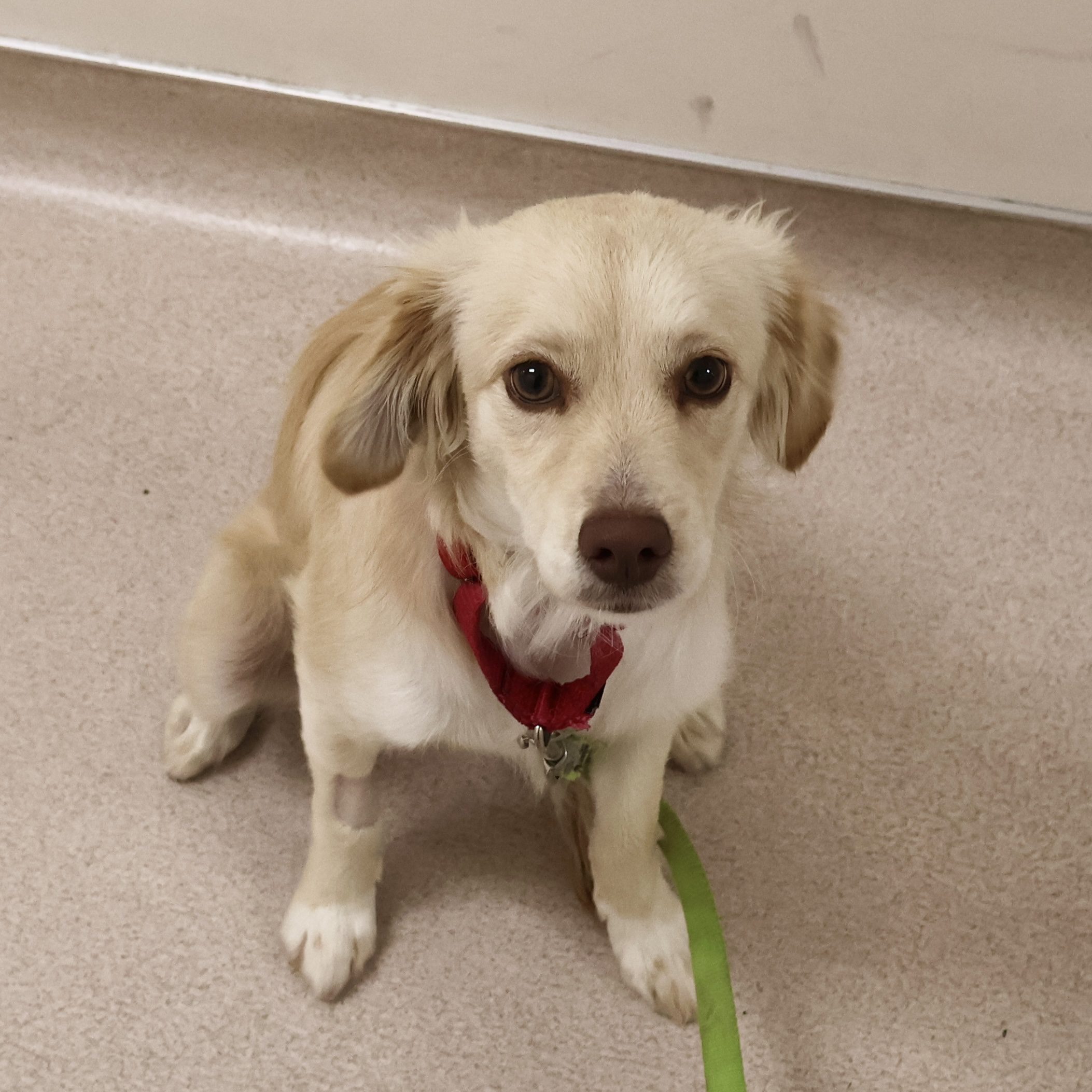 Squish San Francisco SPCA