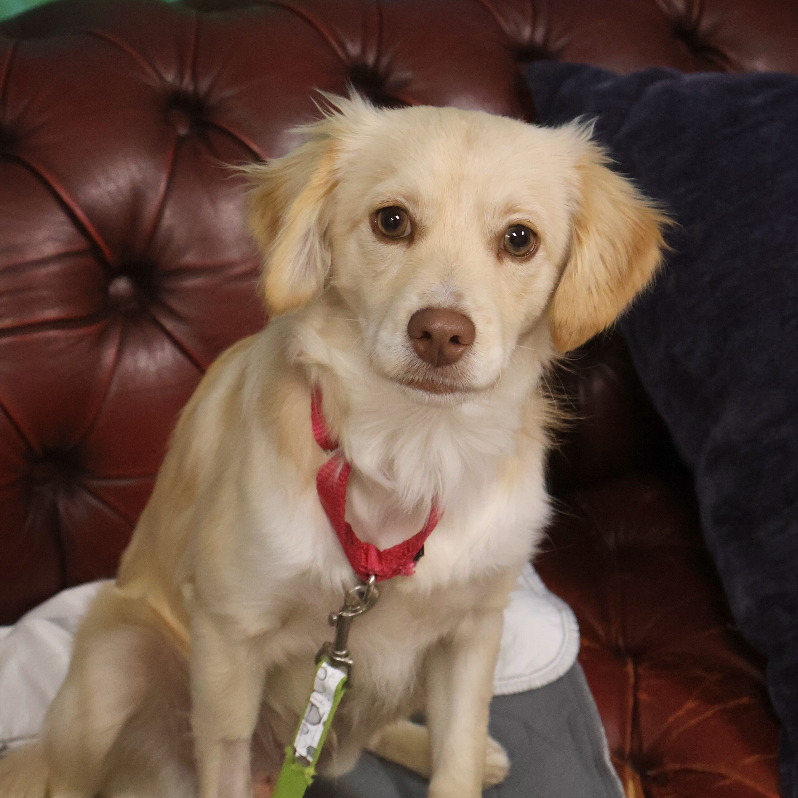 Squish San Francisco SPCA