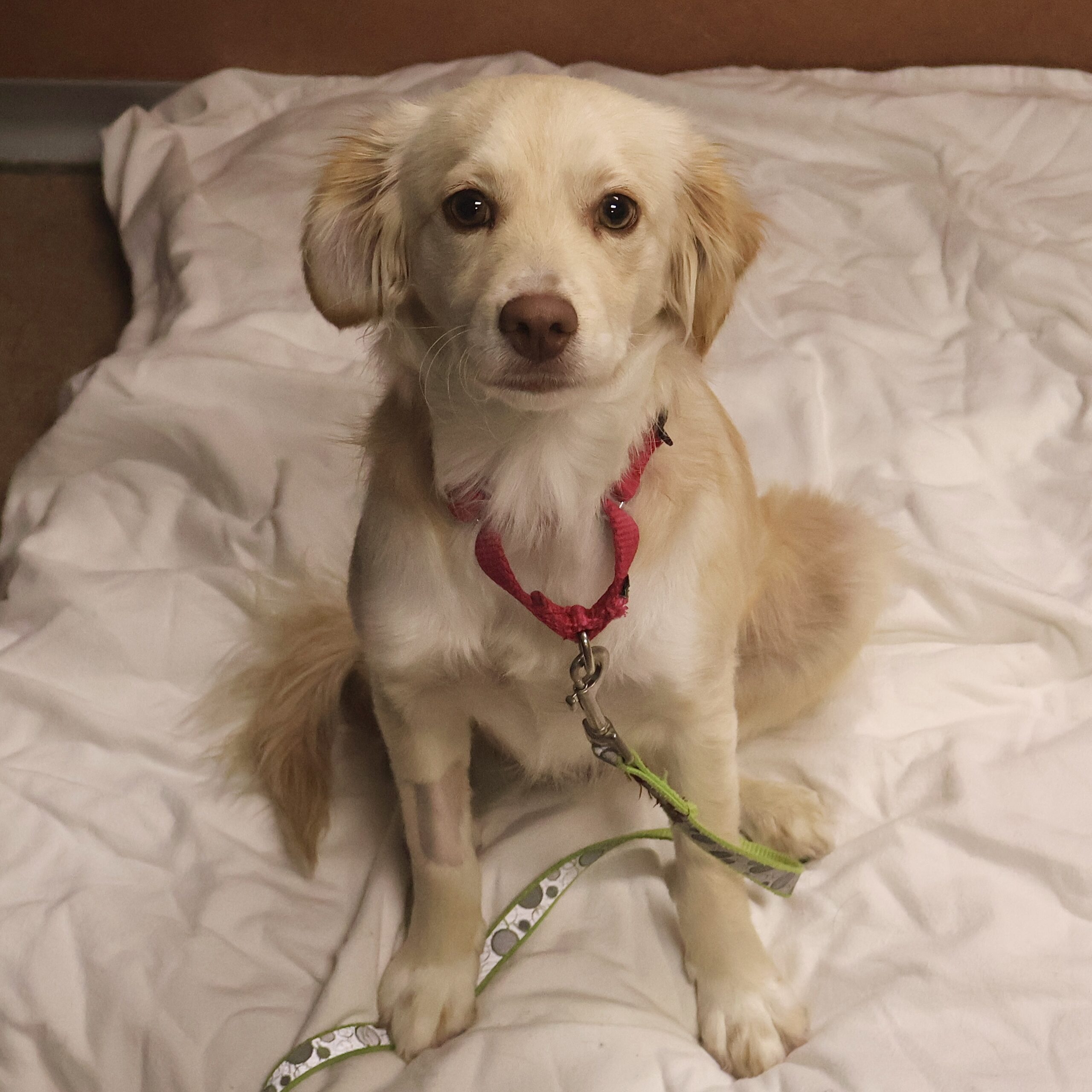 Squish San Francisco SPCA