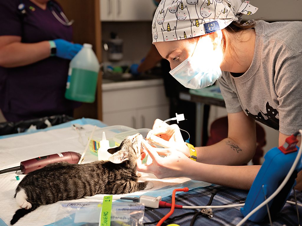 Cat in surgery at Central Valley Spay/Neuter Clinic